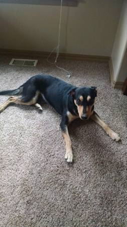 Awesome dog needs new home