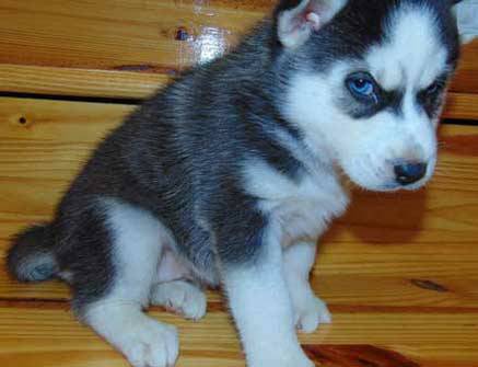 Awesome Husky puppies, calm, affectionate well