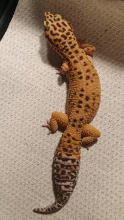 Awesome Leopard Gecko with Habitat (Salem)