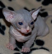 Awesome Re Homing MF Sphynx Kittens