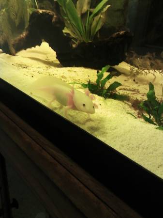 Axolotl and Setup (99th and Harrison)