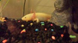 Axolotl for adoption (westland)