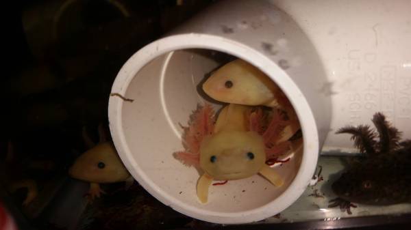 Axolotl price cut