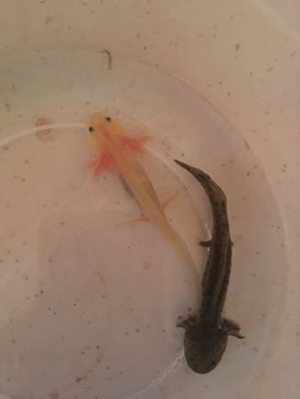 Axolotls (Painesville)