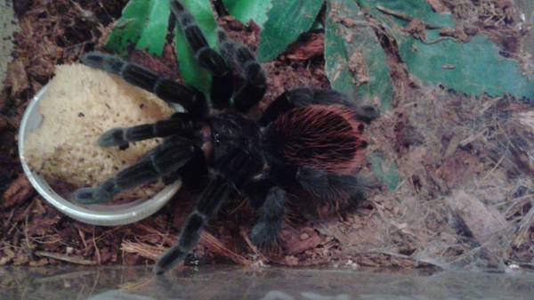 b. Vagan tarantula