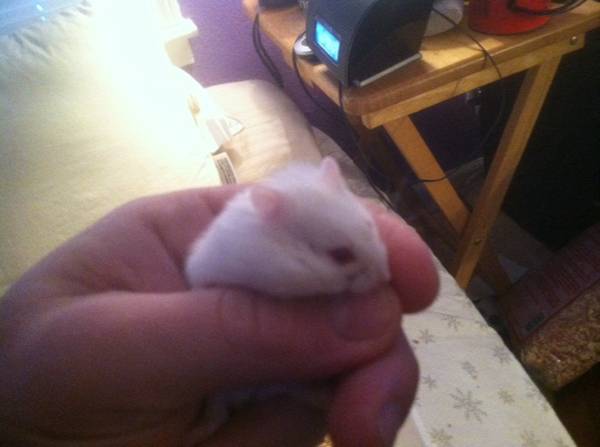 Baby albino dwarf hamsters need a new home