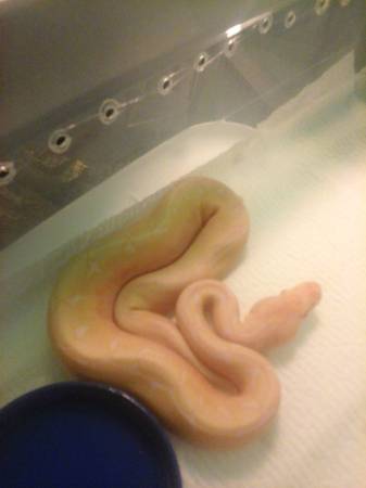 Baby Ball pythons (Iowa)