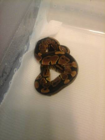 Baby ball pythons (Iowa)