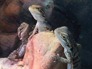 Baby Bearded Dragons (Orlando)