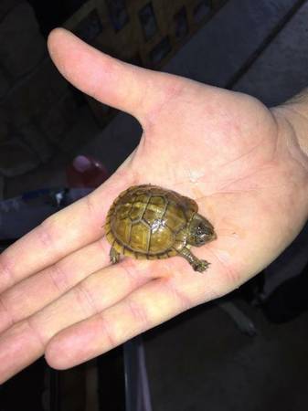 Baby Box Turtle