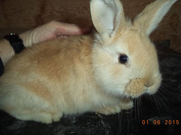 BABY BUNNIES (GRANGER, WY)