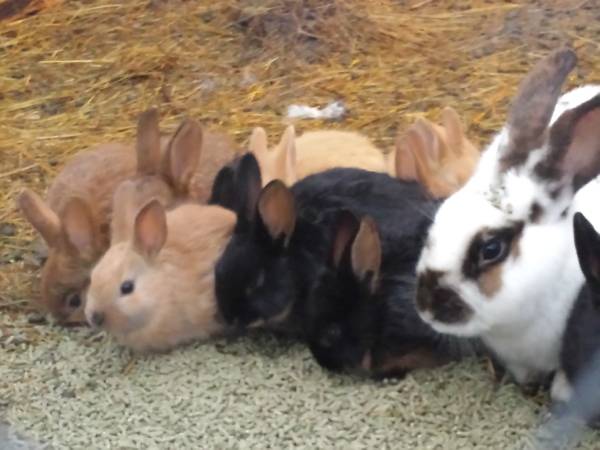 baby bunnies  rabbits (lacygne but travel north)