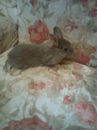 baby bunny (fallriver)