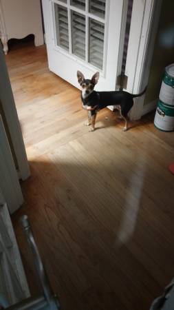 BABY chihuahua (lawrenceville)