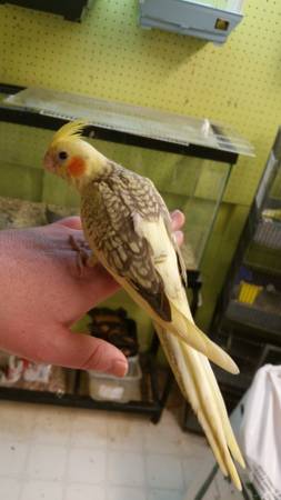 Baby cockatiels