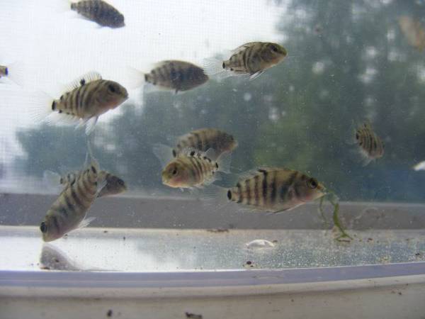 Baby Convict Cichlids (Litchfield Park)