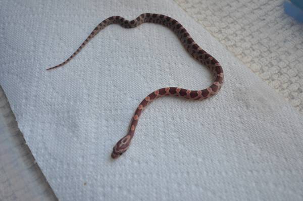 Baby Cornsnakes (GI)