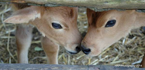 Baby cows need your love and attention ) (Sherwood)