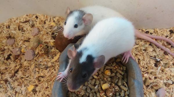 baby dumbo rats