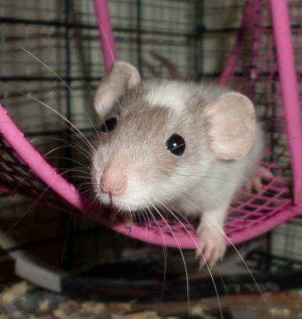 Baby Dumbo Rats (Denison, IA)