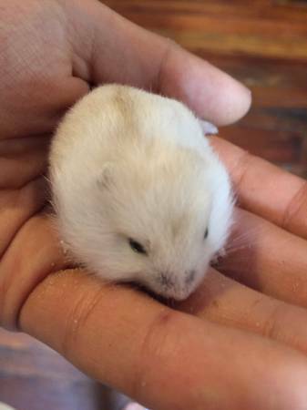 Baby Dwarf Hamster Pet For Adoption (Fishtown)
