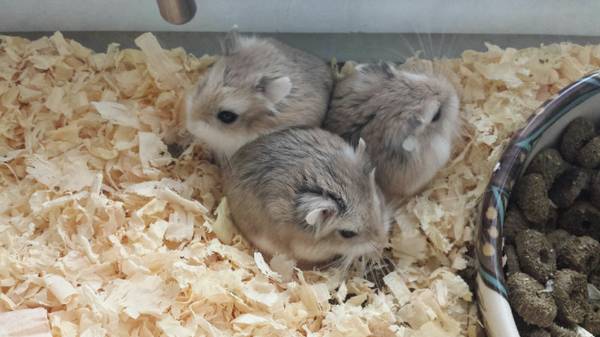 Baby Dwarf Hamsters (Dearborn)