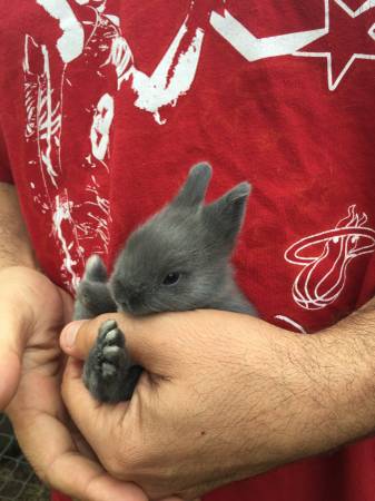 baby dwarf lionhead bunnies (miami fl)