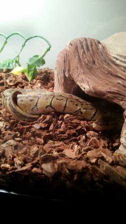 Baby female pinstripe ball python (Elgin)