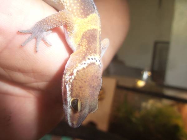 Baby geckos to rehome (Rogers)