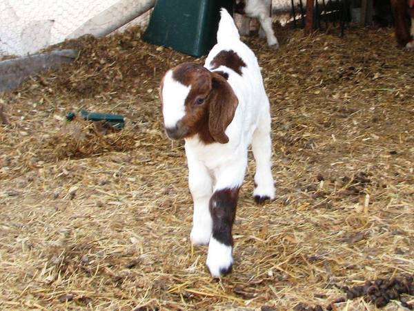 Baby goat seeking good home (Gonzales)