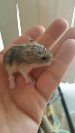 Baby hamster looking for a good hoome (West Covina)