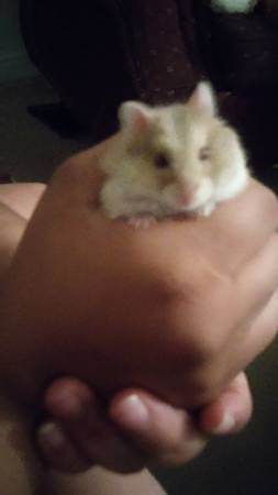 Baby Hamsters In Need Of Home
