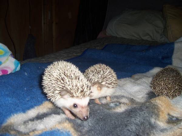 Baby Hedgehogs (plattsmouth)