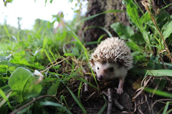 Baby Hedgehogs Ready to go now