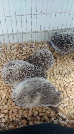 baby hedgehogs (royal palm beach)