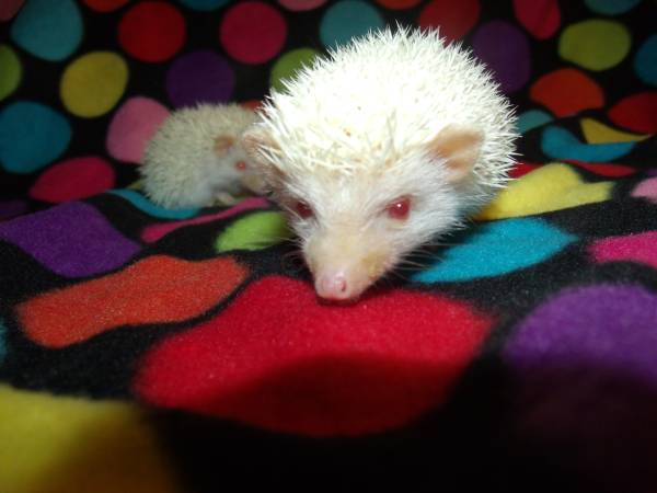 Baby Hedgehogs (Wheatland)