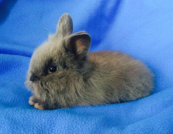 Baby Lionhead Bunny (Nampa, Idaho)