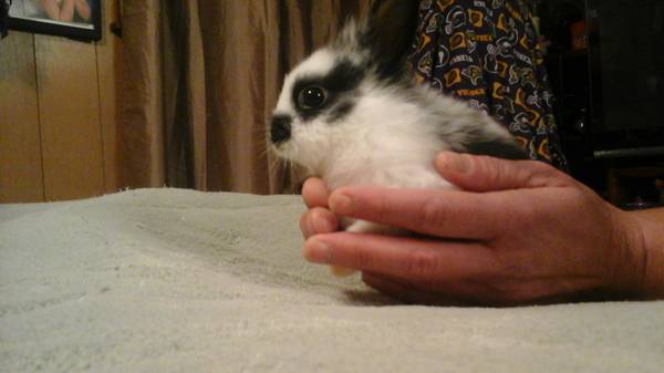 Baby Lionhead bunny rabbit (Seattle)