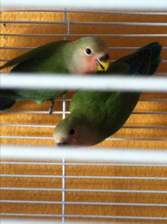 BABY LOVE BIRDS  3 MONTHS OLD REHOMING FEE 25 each or 240