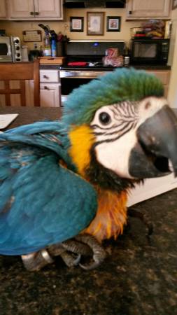 Baby Macaw Blue amp Gold (United States)