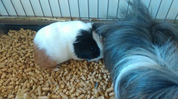 baby male guinea pig (royal palm beach)