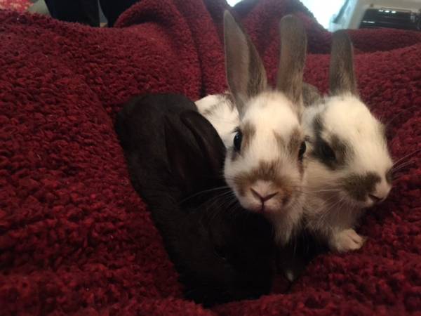 baby rabbits looking for their new homes (wasilla)