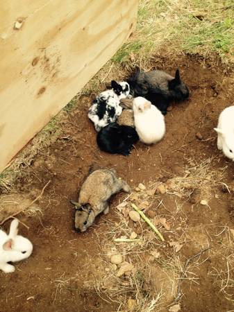 Baby rabbits to rehome