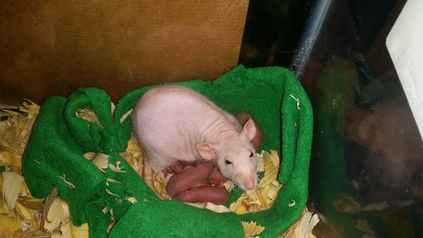 BABY RATS