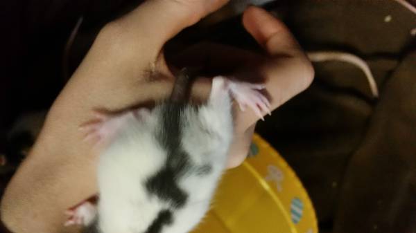 Baby Rats (pet or feeder) (n omaha)