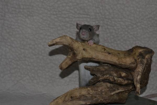 Baby Rats ready for homes (Manchester)