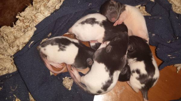 Baby Rats to Good Homes (Scottsdale)
