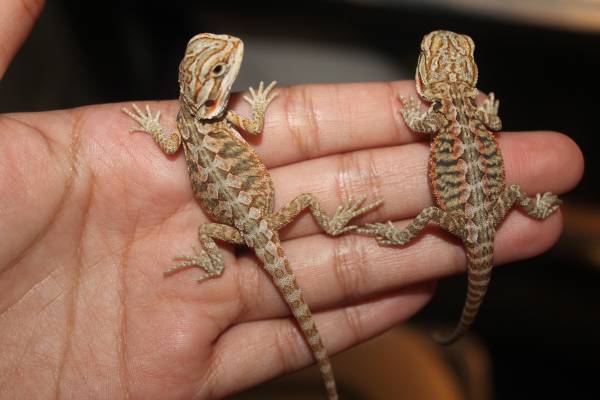 Baby red hypo tiger bearded dragon (Orlando)