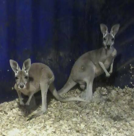 Baby Red Kangaroo  (West point, NE)