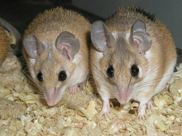 Baby spiny mice